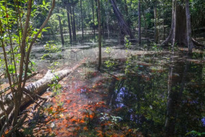 Região da Amazônia sempre apresentou poucas descobertas arqueológicas