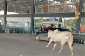 Supermercado afirma que o animal foi retirado do estabelecimento em segurança 