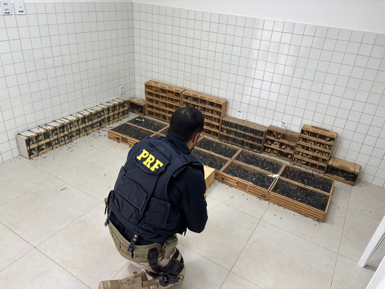 PRF encontrou animais em gaiolas apertadas/PRF