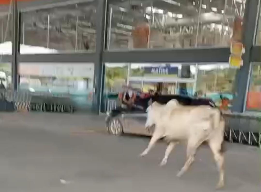 Supermercado afirma que o animal foi retirado do estabelecimento em segurança /Reprodução/Redes sociais 