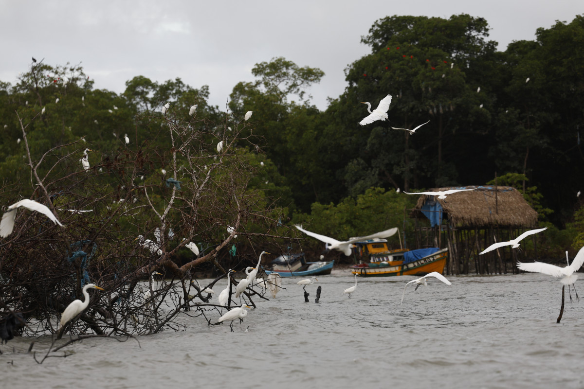 Manguezal /Fernando Frazão/Agência Brasil