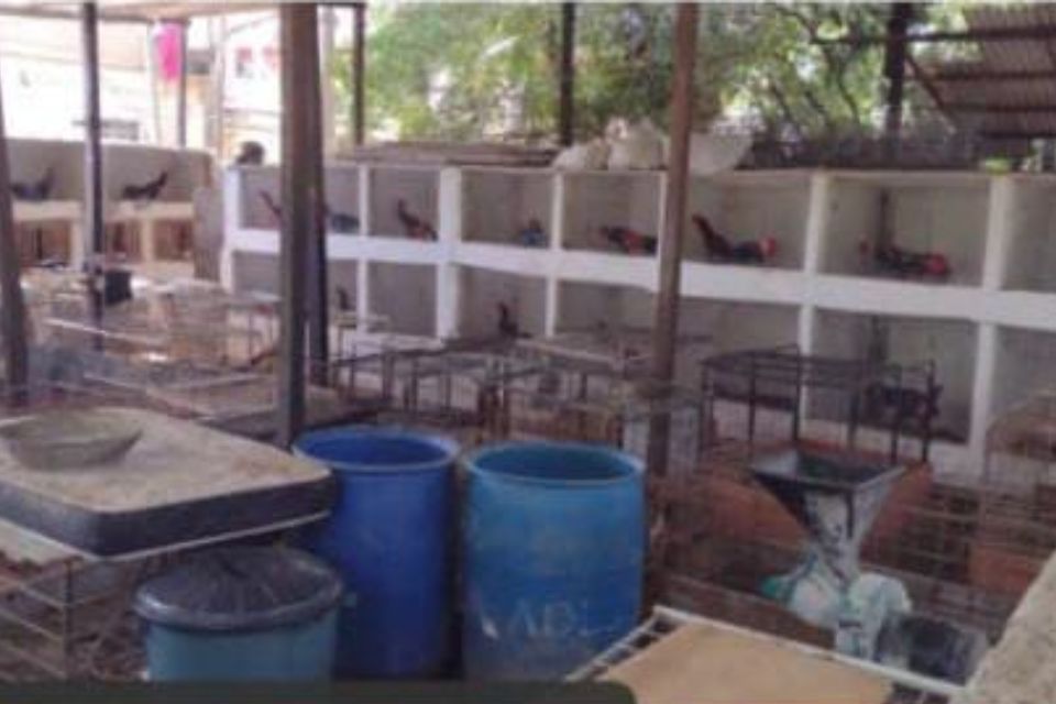 Galos estavam mutilados e eram mantidos em condições insalubres/Divulgação