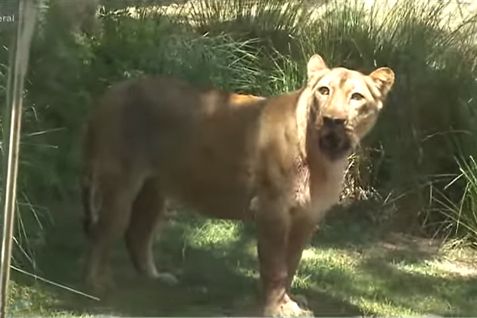 Leona, a leoa que matou jovem após ter sua jaula invadida, está sendo monitorada por equipe do Parque da Bica/REPRODUÇÃO/VÍDEO