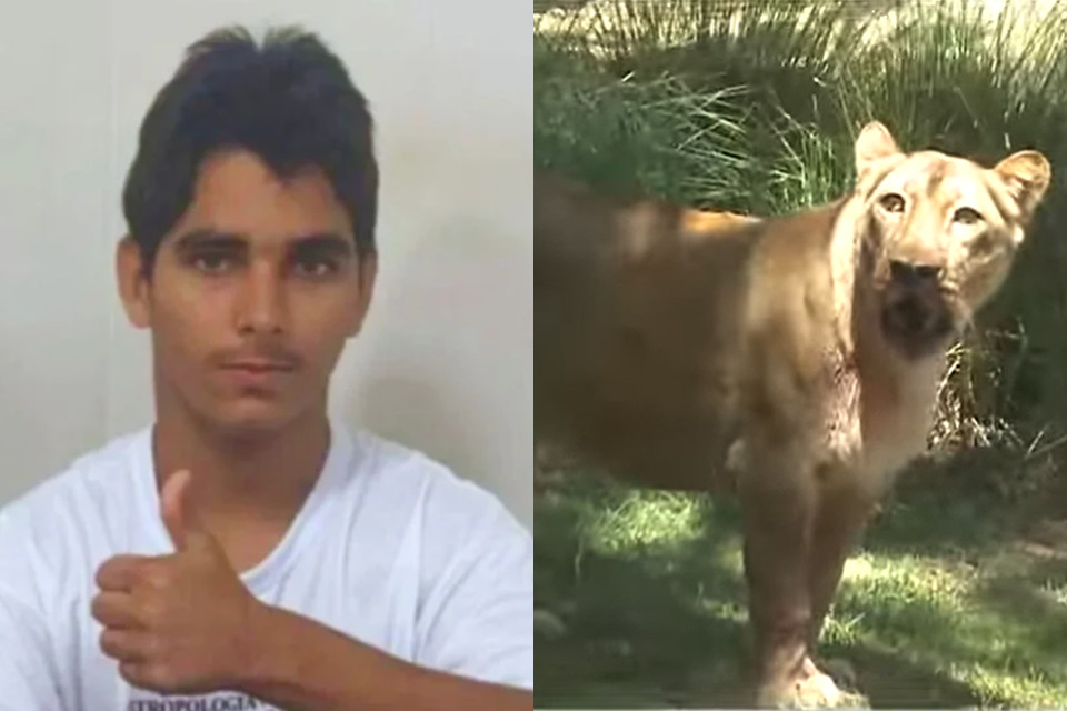 Segundo o IML, Leona mordeu o pescoço do rapaz, perfurando artérias e veias na região. De acordo com o documento, o animal não comeu o corpo da vítima.
/Reprodução e Reprodução/Vídeo