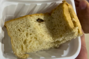 Barata é encontrada em pão servido a paciente diabética em maternidade da rede particular do Recife
