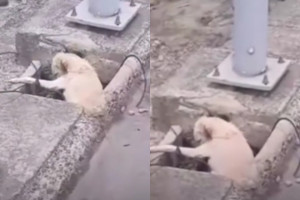 De acordo com a Prefeitura do Recife, a fiação estava exposta porque a tampa de uma caixa de passagem foi retirada, provavelmente por vândalos na tentativa de furtar os cabos.