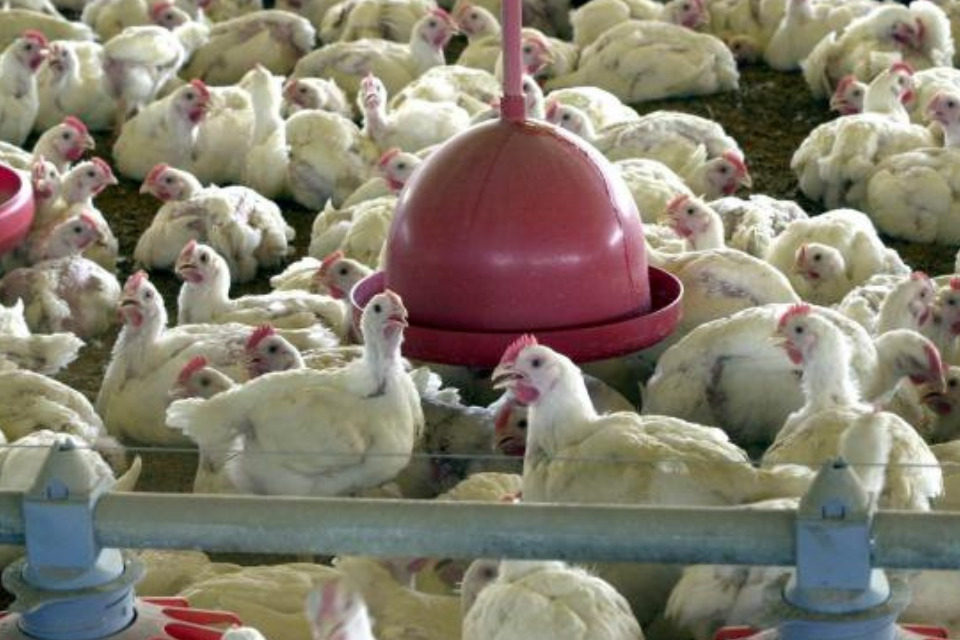 Frangos/ Foto: Arquivo/Agência Brasil