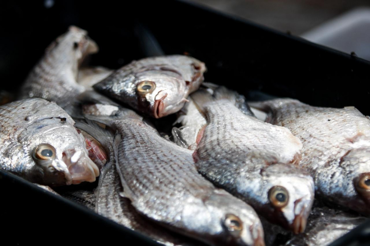 Comerciantes, que atualmente não arcam com taxas municipais, temem encarecimento da permanência no mercado  (Marina Torres/DP Foto)