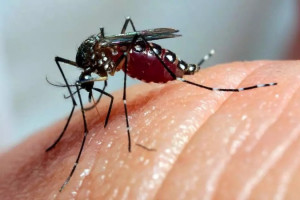 Com relação aos números de Chikungunya, foram notificados 464 confirmações, número que representa uma redução de 37,72% em comparação a todo ano de 2024