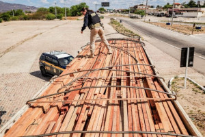 Operação contra crimes ambientais apreende madeira ilegal e resgata aves silvestres no Agreste e Sertão

