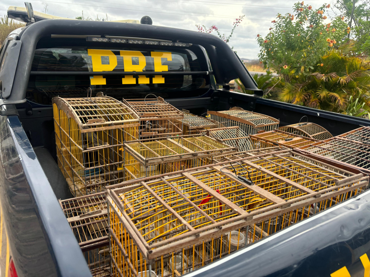 Operação contra crimes ambientais apreende madeira ilegal e resgata aves silvestres no Agreste e Sertão
 (Ascom/PRF)