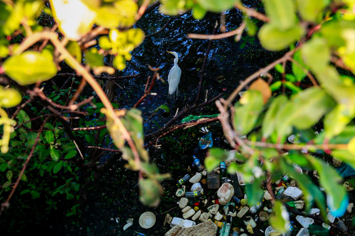 Garça divide espaço com o lixo acumulado às margens do Capibaribe./Foto: Crysli Viana/DP Foto