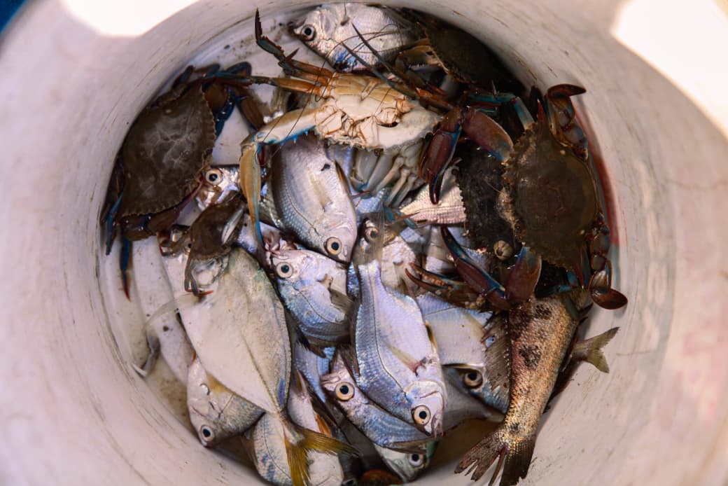 Pesca nas pontes é forma acessível de driblar o desemprego (Crisly Viana/DP Foto)