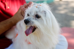 Animais precisam estar em locais seguros durante R&eacute;veillon para evitar problemas de sa&uacute;de e acidentes dom&eacute;sticos