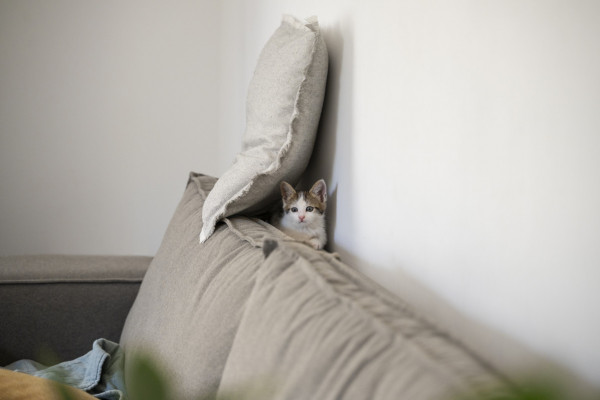 Gatos podem se sentir desconfortáveis com mudança na rotina com festas de fim de ano (Foto: Freepik)