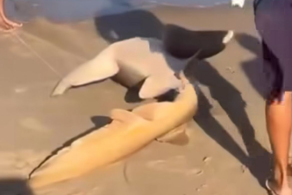 Animal foi puxado pela cauda até a areia/Foto: Reprodução/Instagram