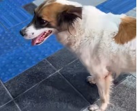 Sa&uacute;na est&aacute; na casa da nova fam&iacute;lia, em Porto de Galinhas