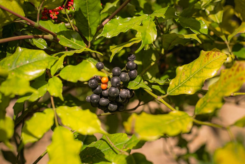 Moradores destacam que arborização contribui para a qualidade e o estilo de vida da comunidade (Crysli Viana/DP Foto)