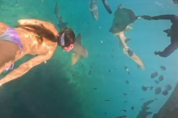 Momento em que mergulhador acerta cabeça de tubarão-lixa em Fernando de Noronha, momentos antes de turista ser mordida