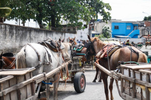 Carroceiros se re&uacute;nem para iniciar protesto contra lei que pro&iacute;be ve&iacute;culos de tra&ccedil;&atilde;o animal no Recife
