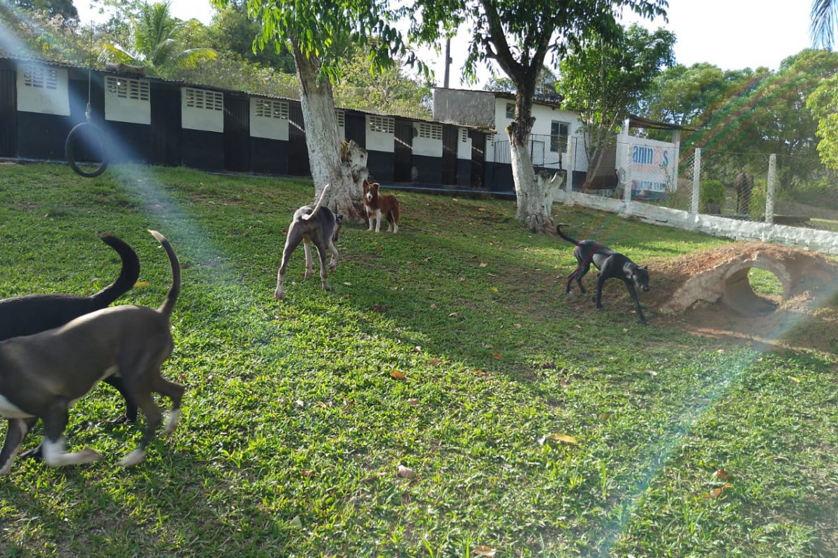 Colônias de pets têm maior demanda em janeiro/Foto: Divulgação