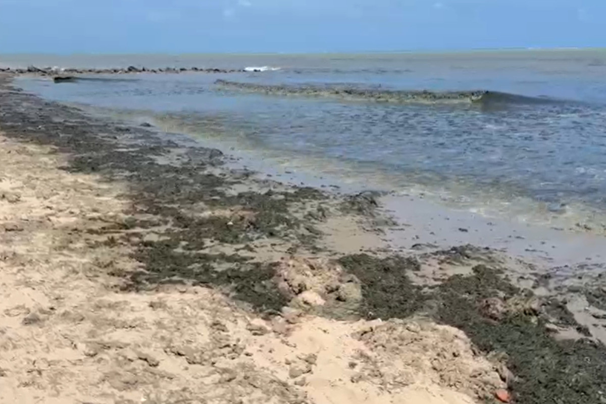 Segundo a CPRH, as algas não são tóxicas/Foto: Reprodução de Vídeo/CPRH