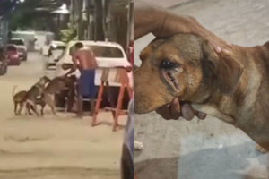 A Pol&iacute;cia Civil de Pernambuco (PCPE) informou que o homem foi autuado por por maus-tratos.