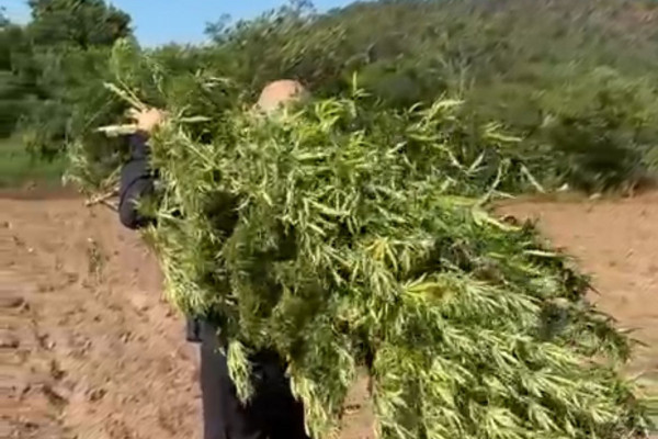 Polícia apreende mais de uma tonelada de maconha