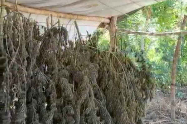 Polícia apreende mais de uma tonelada de maconha
