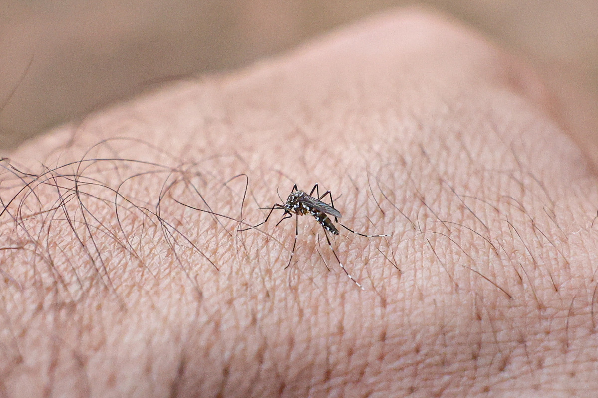 O Aedes aegypti vive preferencialmente nas áreas internas das habitações e geralmente possuem hábitos diurnos/Marcelo Camargo/Agência Brasil