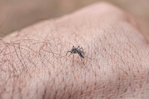 Tempo quente e chuvoso aumenta a prolifera&ccedil;&atilde;o do Aedes aegypti
