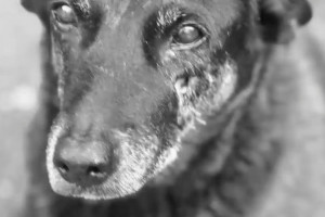 Orelha era um c&atilde;o comunit&aacute;rio querido por moradores da Praia Brava, em Santa Catarina