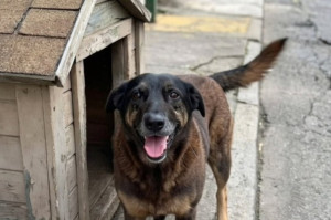 Investiga&ccedil;&otilde;es apontam que o cachorrinho Orelha foi agredido por adolescentes 