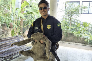 Bicho-pregui&ccedil;a foi levado por agente da PRF de volta &agrave; mata
