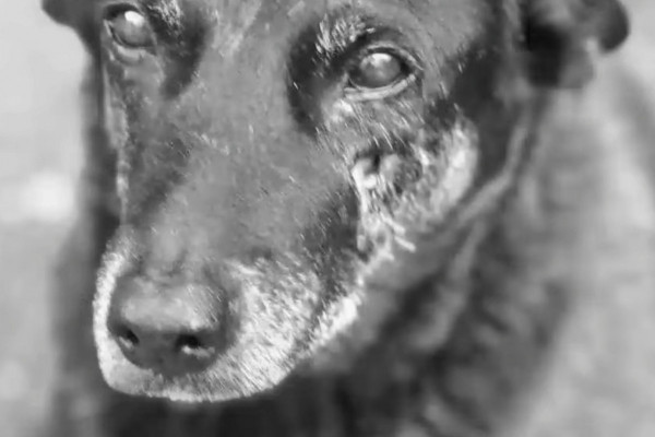 Orelha era um cão comunitário querido por moradores da Praia Brava, em Santa Catarina/Foto: Reprodução/Redes sociais