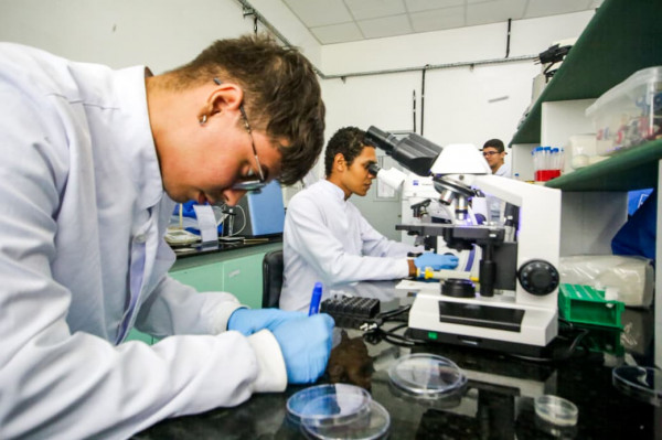 Por meio das simulações computacionais, foram observadas que as moléculas cariofileno e copaeno, presentes no óleo de copaíba, desenvolvem uma "barreira de proteção nos neurônios"
 (Fotos: Crysli Viana/ DP Foto)
