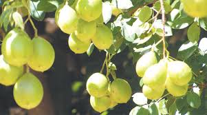 Umbu &eacute; uma fruta comum no Sert&atilde;o 