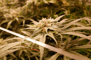 Planta cannabis &eacute; utilizada para produzir medicamentos que combatem doen&ccedil;as neurol&oacute;gicas e dores cr&ocirc;nicas