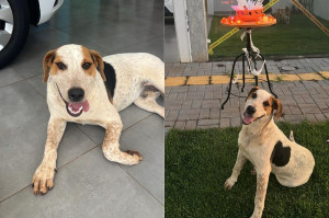 Cachorro Abacate foi morto a tiros no Paran&aacute;