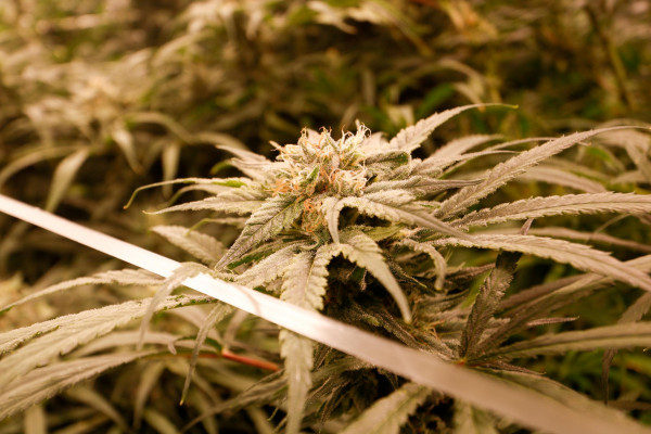 Foto: Marina Torres/DP Foto