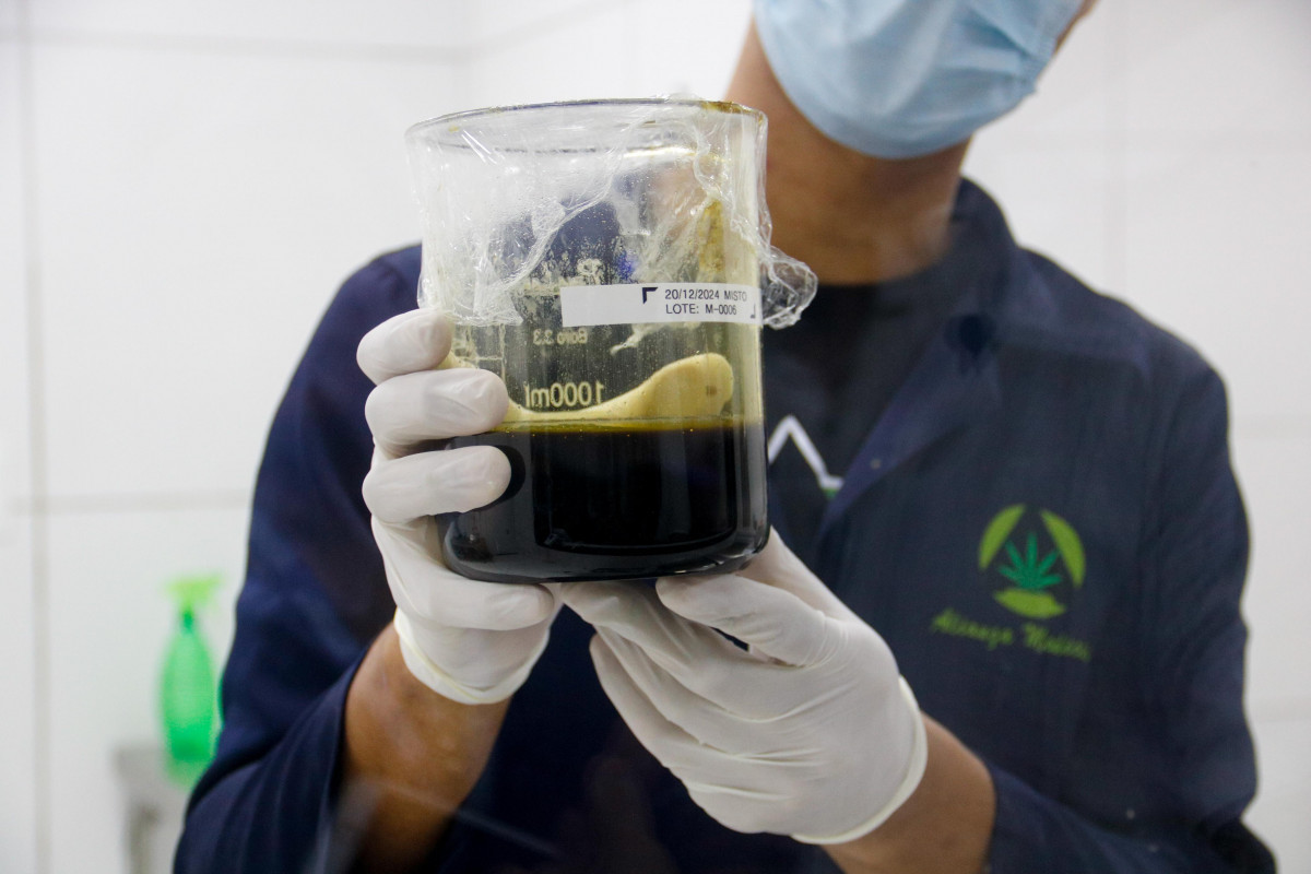 Produção de medicamentos  à base de cannabis/Foto: Marina Torres/DP Foto