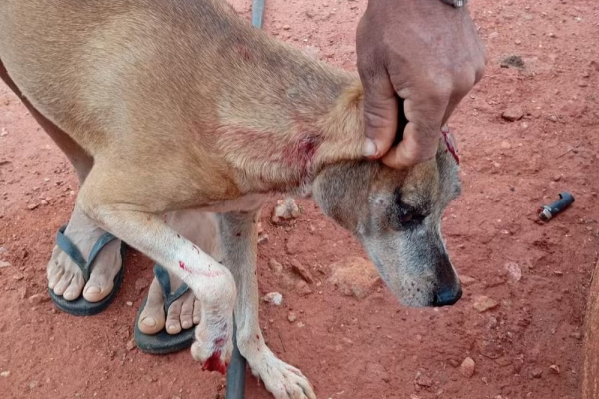Cachorro foi baleado enquanto vizinha estacionava carro/Foto: Polícia Civil