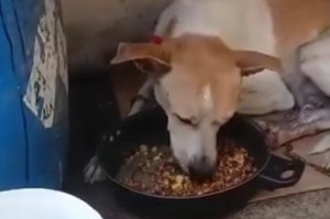 O c&atilde;o comunit&aacute;rio 'Coragem' passou oito dias sumido
