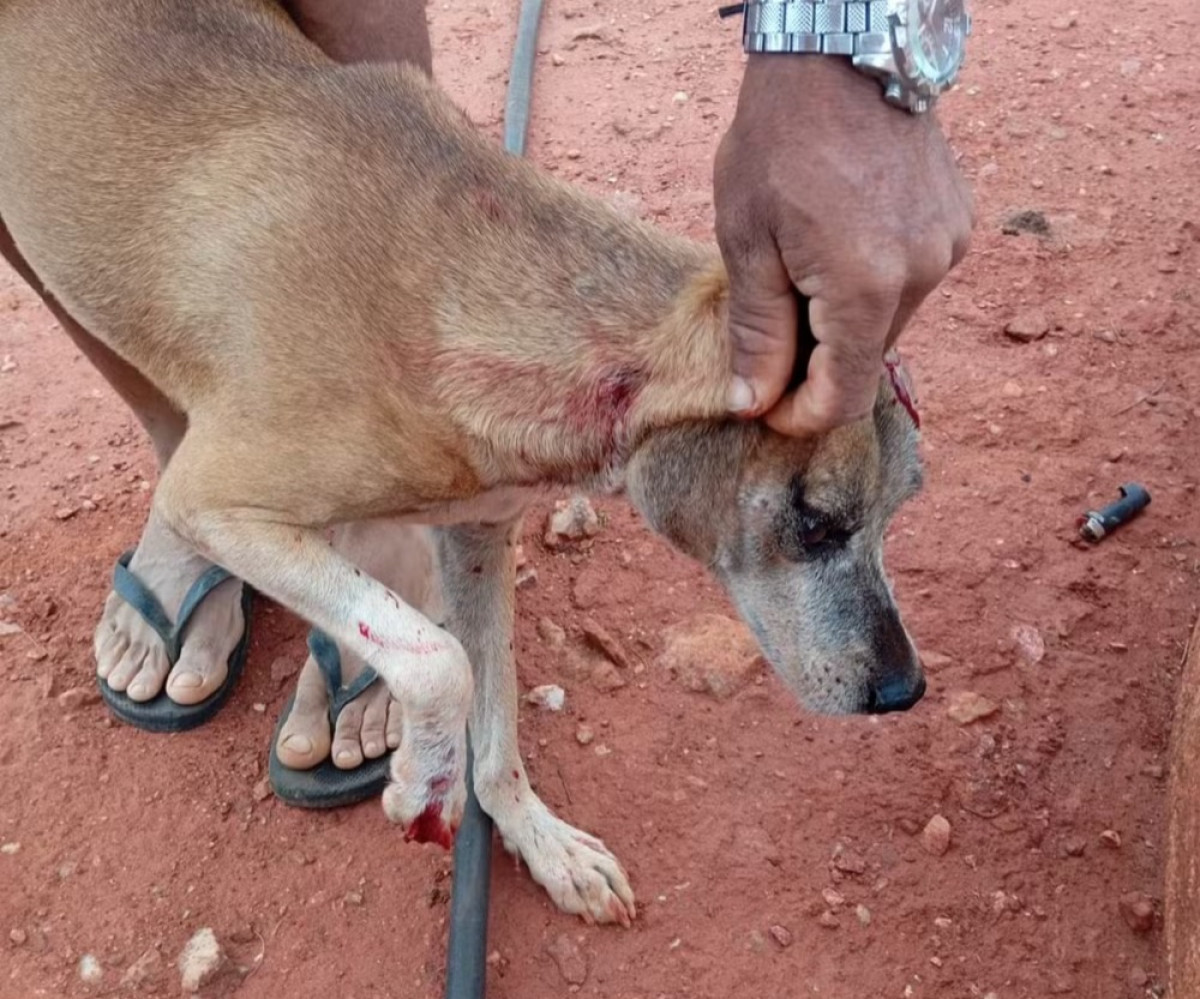 Foto: Polícia Civil