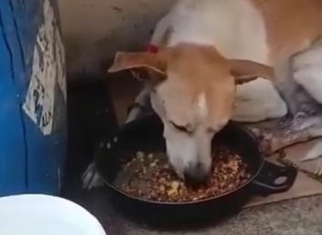 O cão comunitário 'Coragem' passou oito dias sumido/Reprodução/Redes sociais