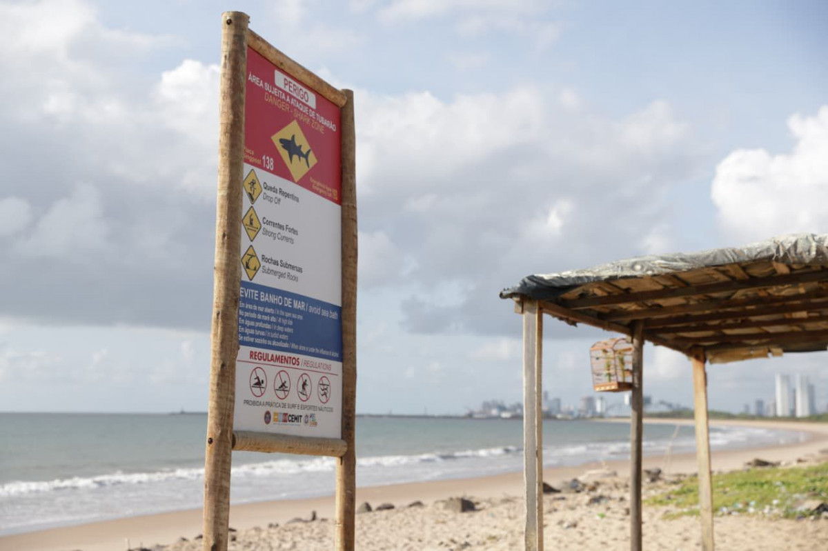 Tubarão envolvido no ataque na Praia do Chifre possuí entre 3 e 3,5 metros de comprimento, diz Cemit
/Fotto: Divulgação/CEMIT