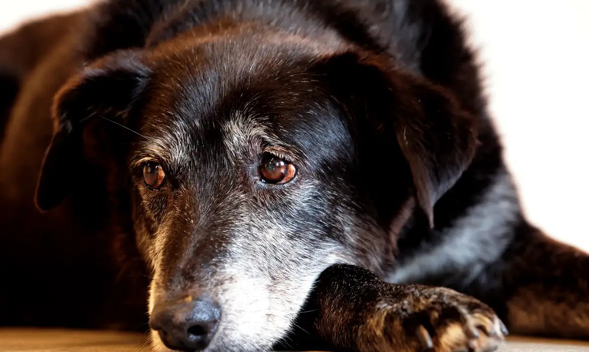 Atos foram confirmados por laudo pericial/Paulo Pinto/Agência Brasil