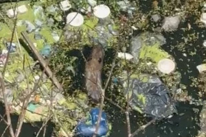 Capivara foi flagrada presa em meio ao lixo em canal na Imbiribeira, Zona Sul do Recife