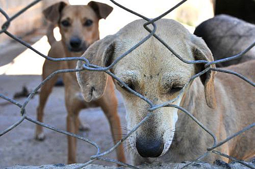 Em função dos crimes de crueldade contra animais, 59 pessoas foram presas em flagrante em território pernambucano em 2025, conforme os dados da Secretaria de Defesa Social (SDS-PE)/Foto: Pollyanna Maliniak/ALMG
