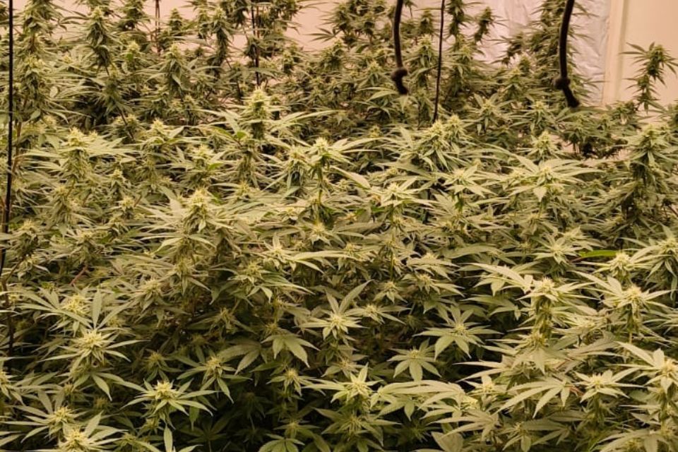 Plantio de maconha foi descoberto em uma residência em Candeias, segundo polícia

/Divulgação